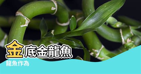 龍爪竹風水|辦公室養殖龍竹風水好嗎？龍竹要怎麼種植？